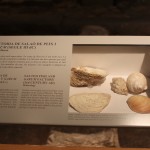 Salted Fish & Garum (3rd Century AD) Malacology: Oysters, abundant on coast of Barcelona, sea urchins, snails, dog cockles were added for flavour :Roman Ruins of Barcino the original Barcelona